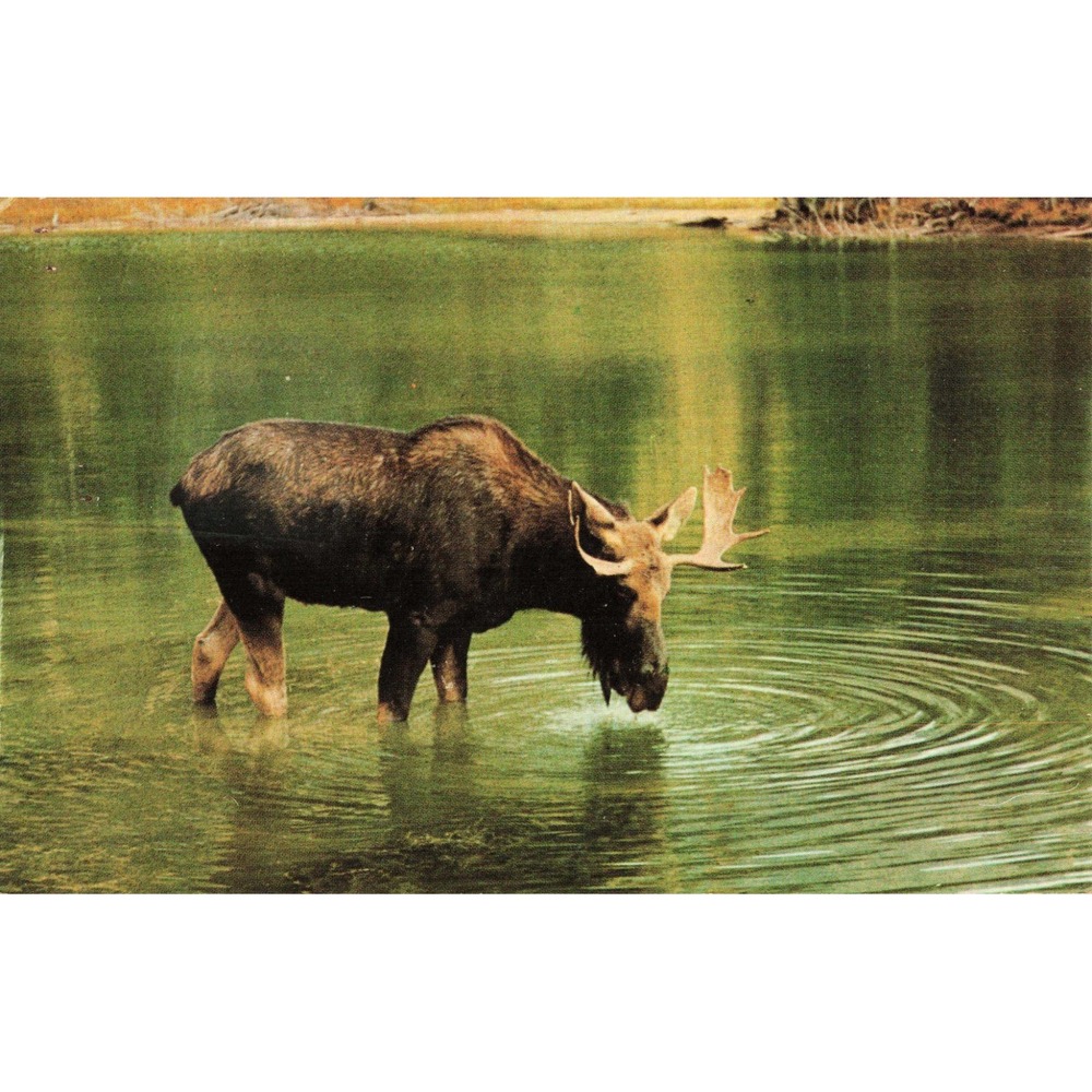 Vintage Bull Moose Postcard St-René Goupil Quebec Canada SS-1271 1970 Postmark - Picture 1 of 2